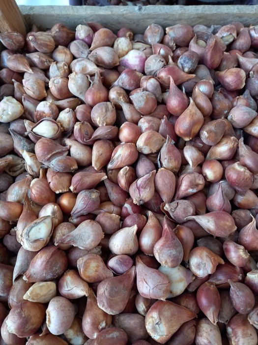 Лола пийози сотилади хозир экиладигон