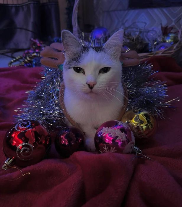 пропала кошечка!