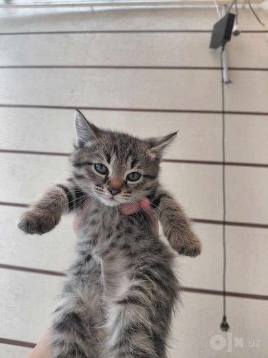 Отдам даром котята