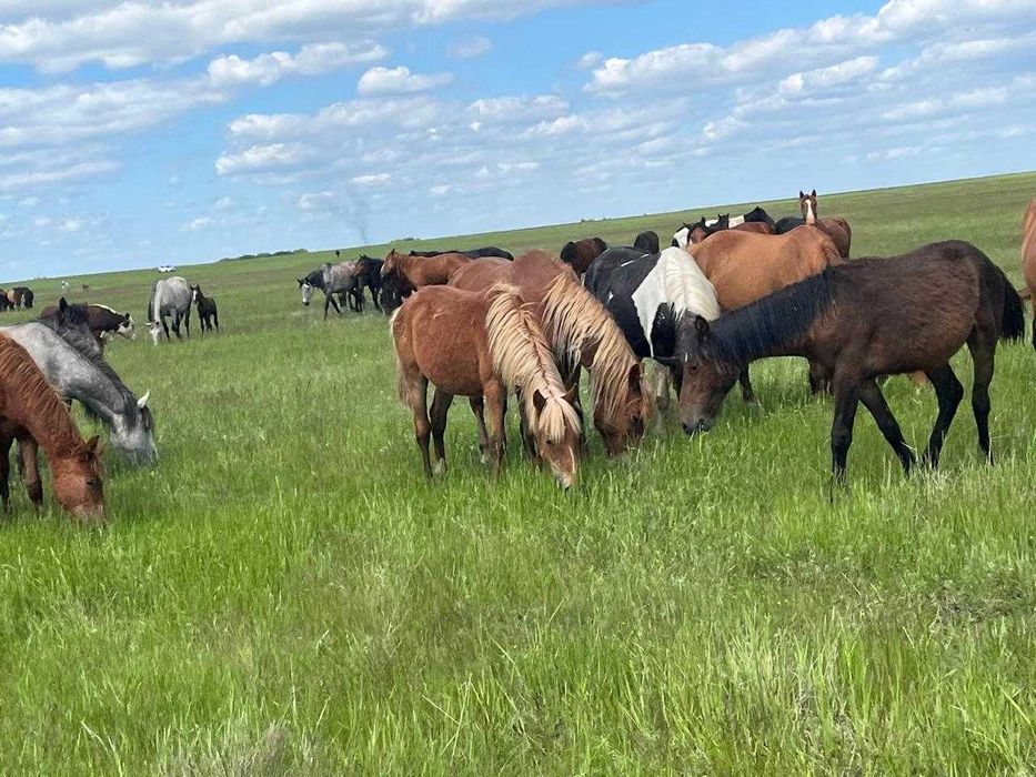 Жылқы (Лошади) -сатылады