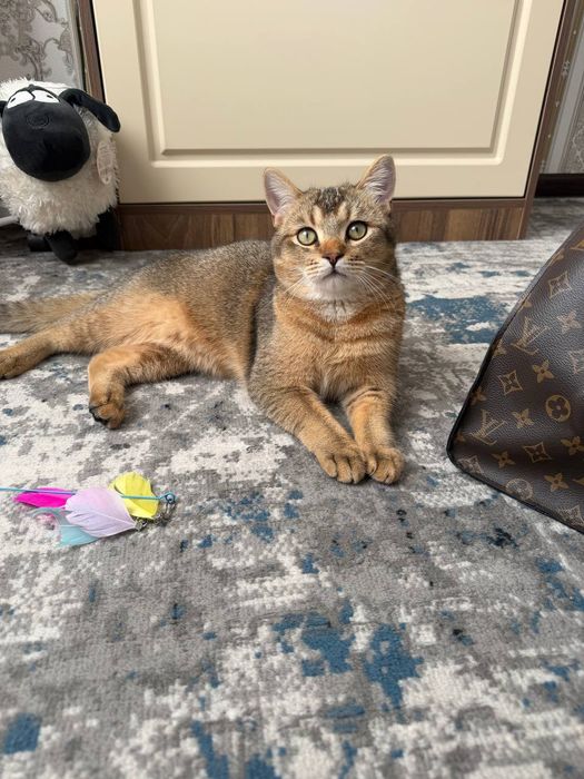 Zalatistiy shinshila viyaskaga