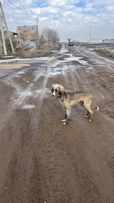 Тазы кушик 9 айлык