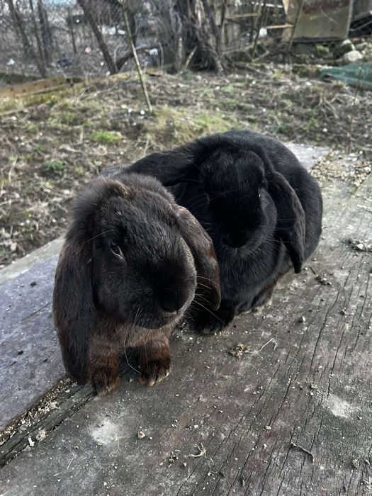 Vand iepuri berberc german