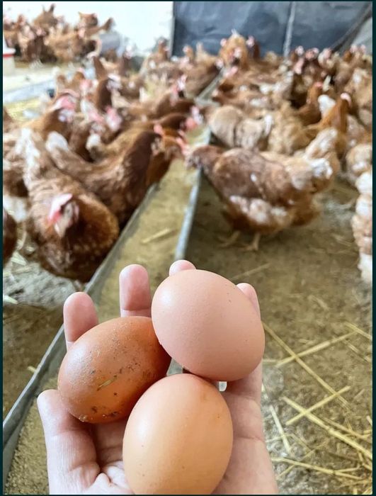 Vindem găinii roșii ouătoare