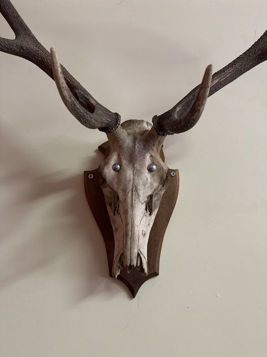 Истински Масивни Еленови Рога с Череп