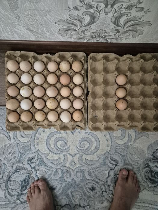 Жұмыртқа, Яйцо кури