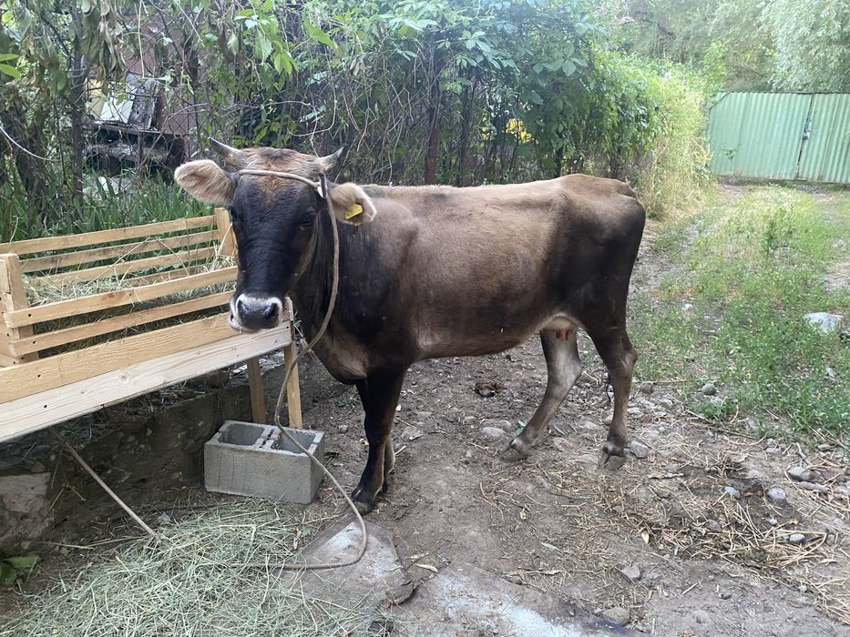 Продам корову первотелка