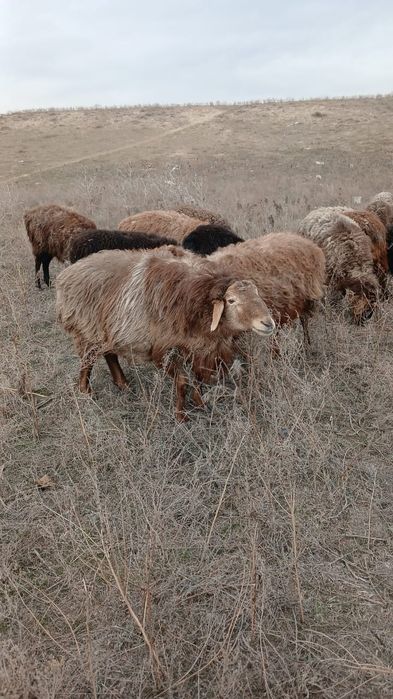 Асыл тұқымды қошқар