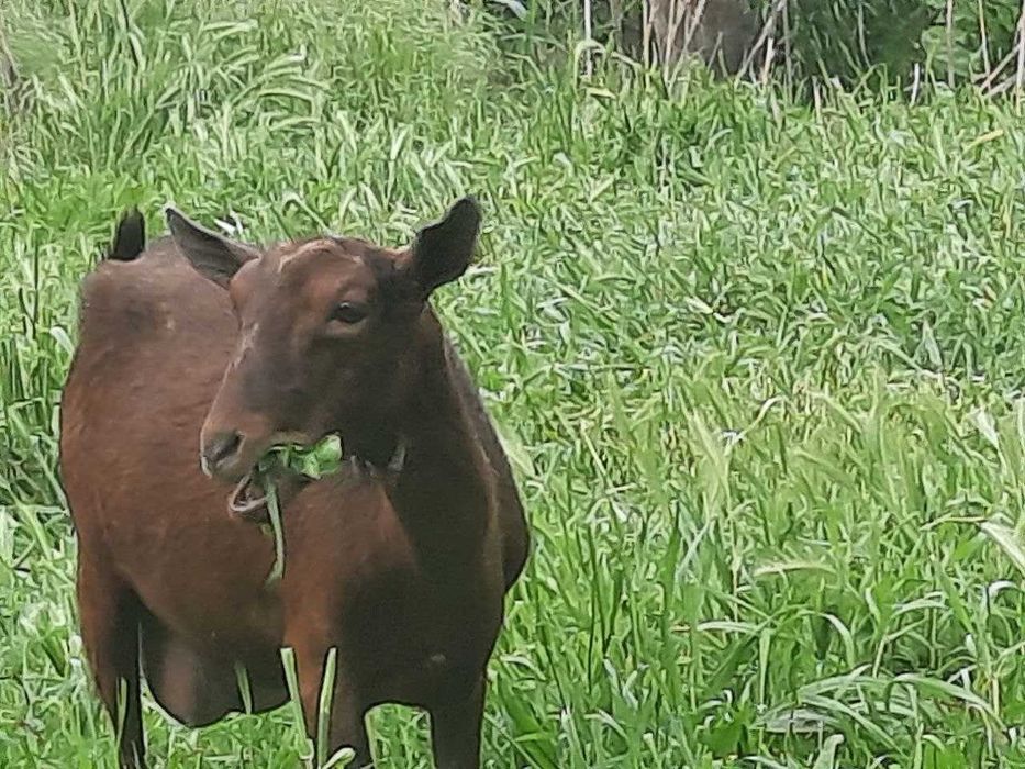 Mursiyana Granadina echkilari oilasi sotuvda