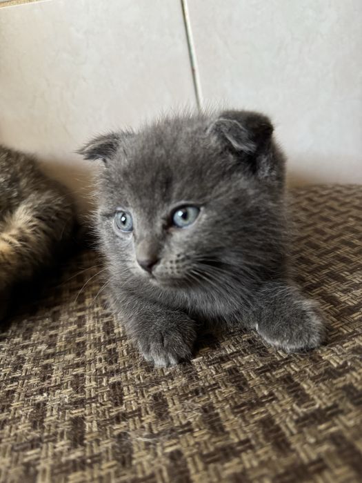 Шотландские котята