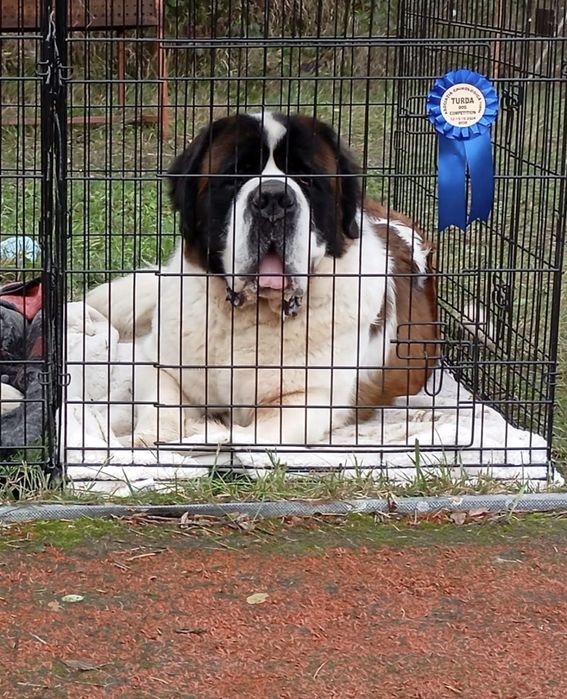 Femela Saint Bernard cu pedigree