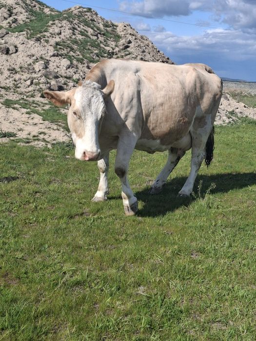 Vând vaca gestantă