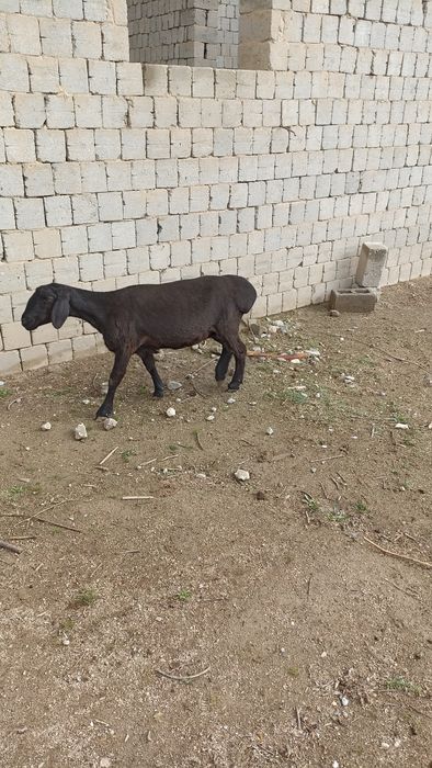 Бугоз койлар сотилади