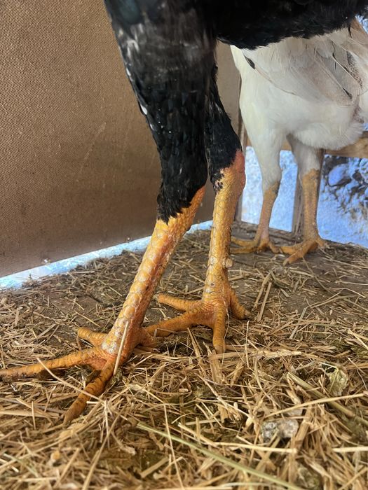 Бойцовский петух Дакан