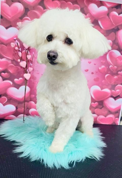 Frizerie Coafura Canina