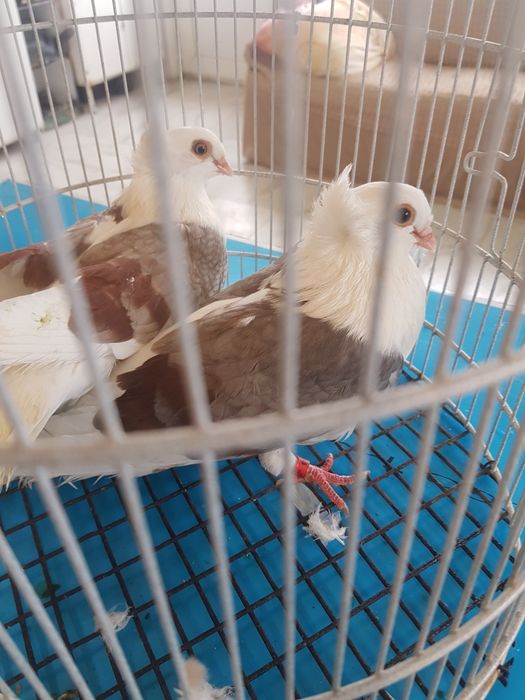 Porumbei jucători de Amara