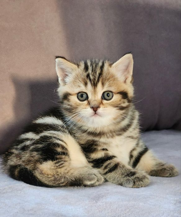 Хорошенькие Шотландцы