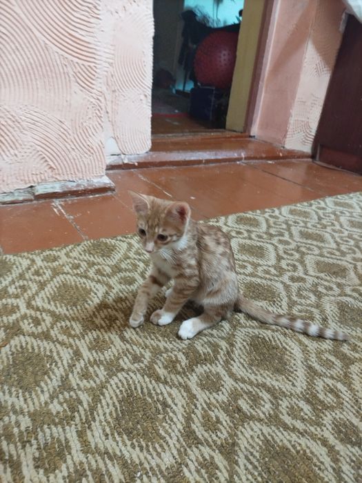 Отдадим котят в хорошие руки