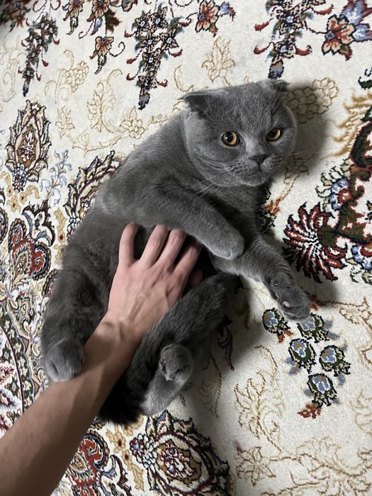 шотландская вислоухая кот (скоттиш-фолд)