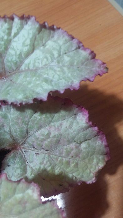 Бегония декоративнолистная