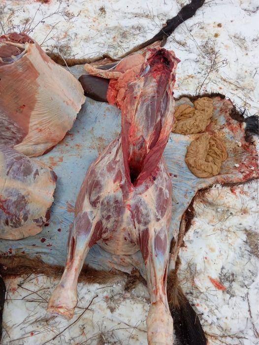 Продам мясо конины