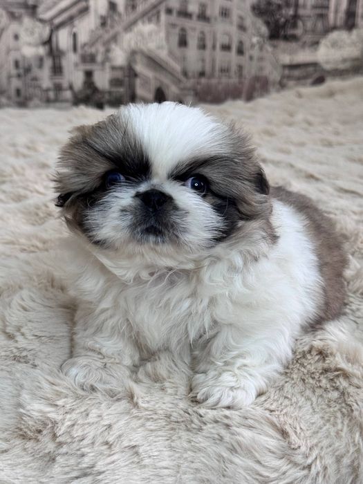 Щенок породы пекинес