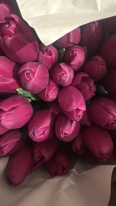 Цветы Тюльпаны!!