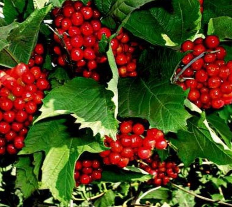 Саженцы красной калины