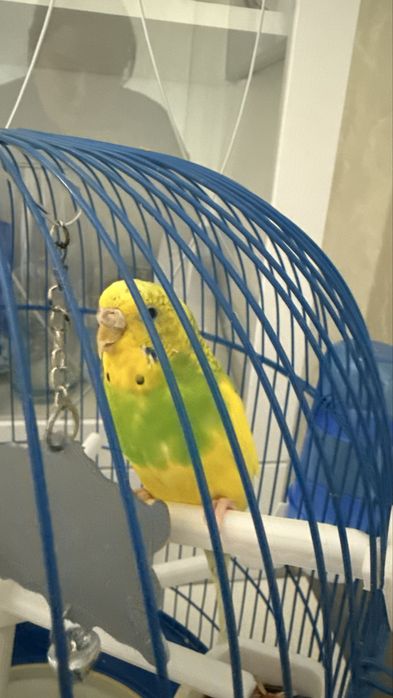 Продам попугая с большой клеткой