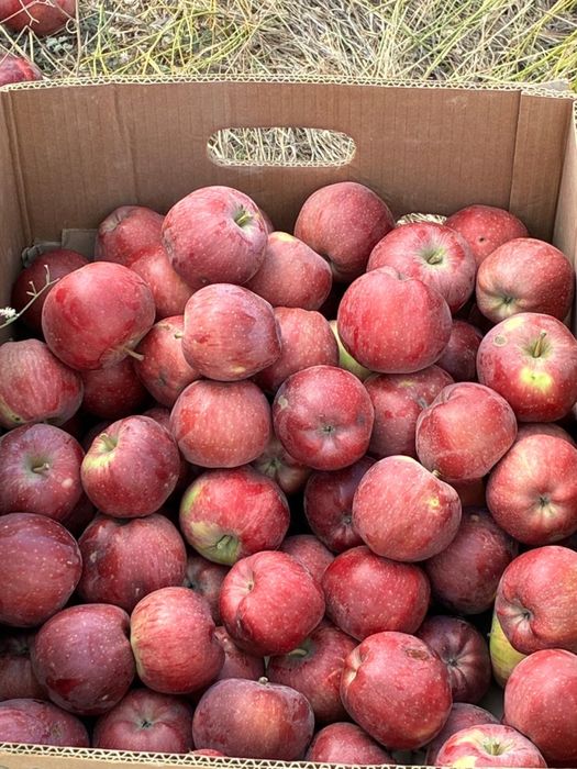 Продажа яблок оптом с сада
