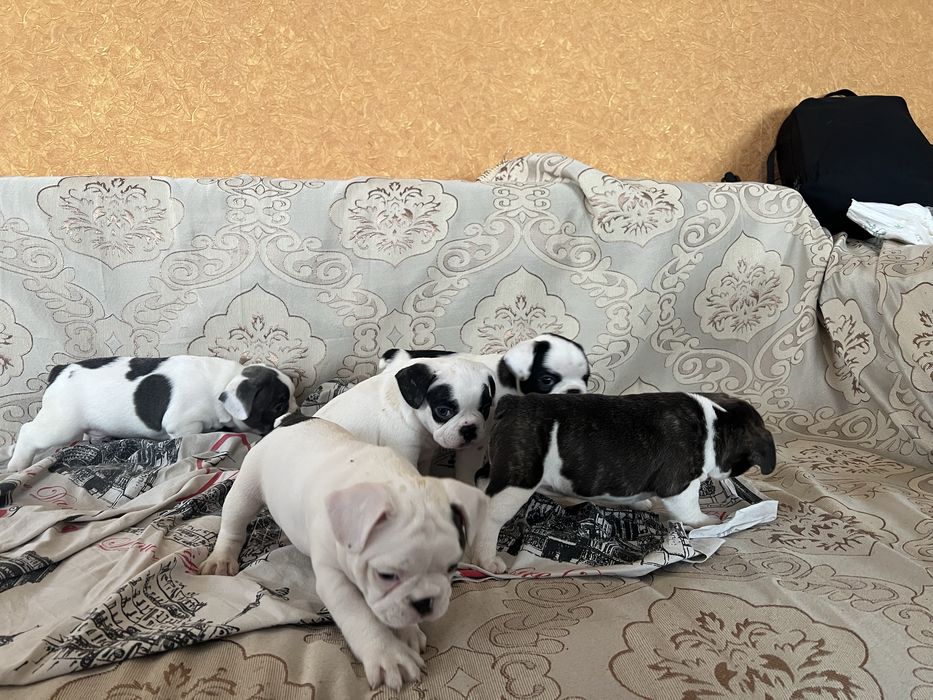 Щенки французского бульдога
