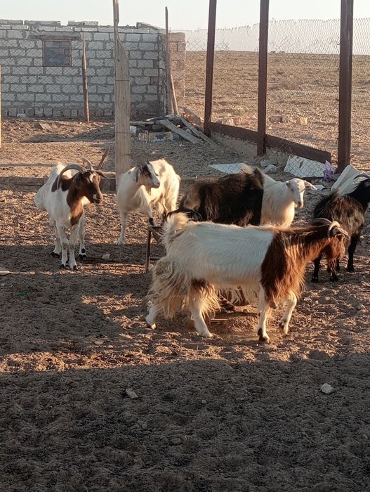 Сатылады продаётся