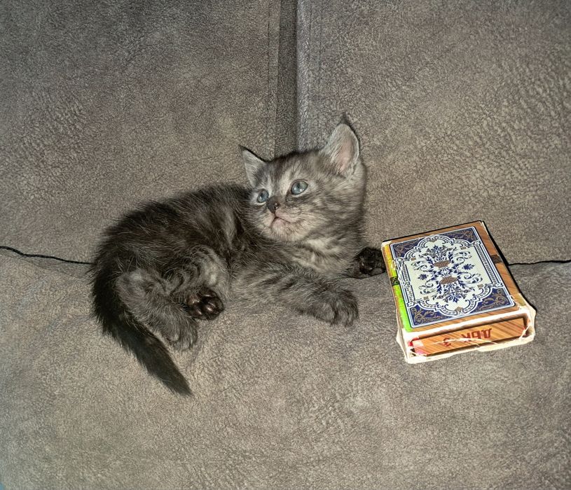 Шотландский прямоухий мальчик