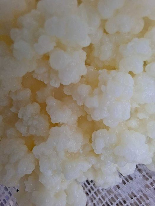 Vand granule pentru chefir de lapte – cultura activa