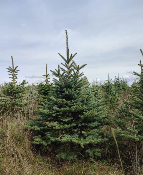 Brad argintiu si brad verde!