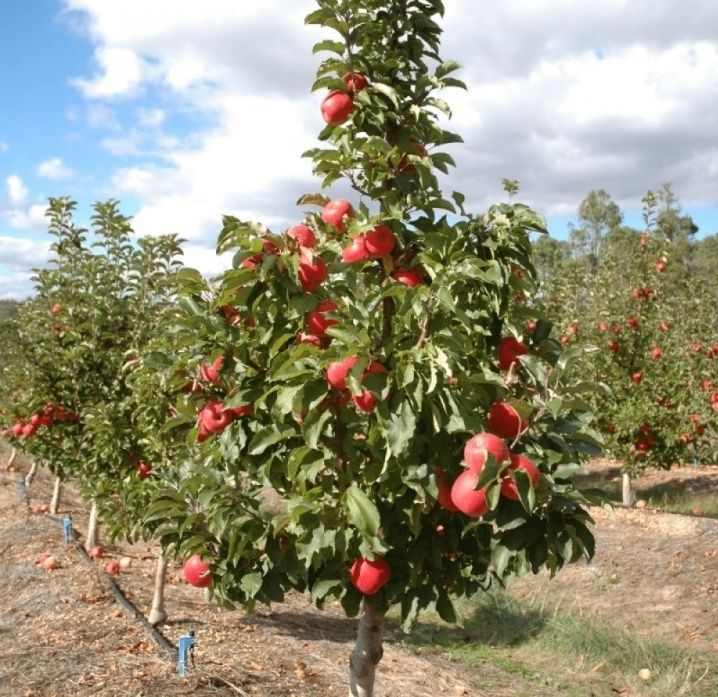 Mar (Soiul Pink Lady ) la ghiveci