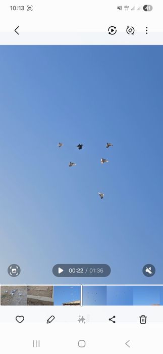 Голуби такла молодняк