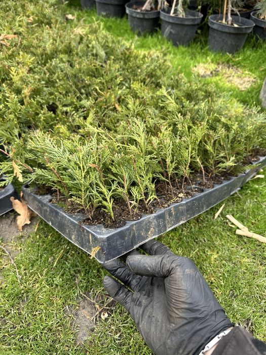 Butasi Leylandii, Laur englezesc, Photinia, Euonymus, cel mai mic pret