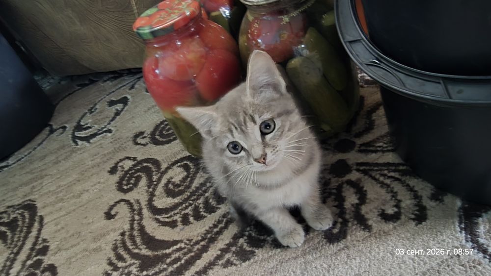 Отдам уличных котят - девочка, мальчик