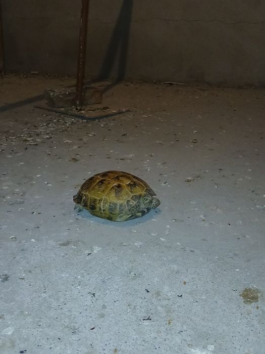 Черепаха тасбака 5.000