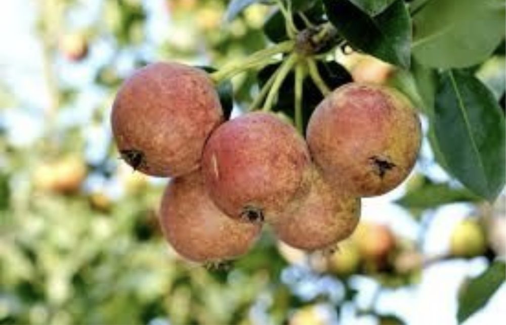 Pomi fructiferi columnari deosebiti