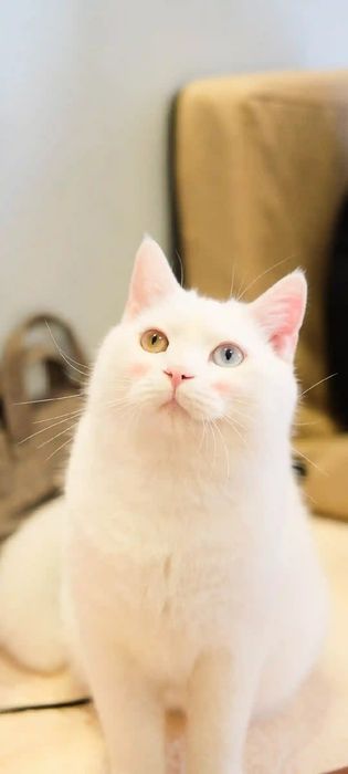 Мушукчалар. Котята мимишки