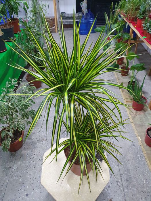 Drasena sunray драцена санрей