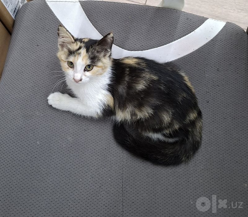 Котенок девочка трехцветная