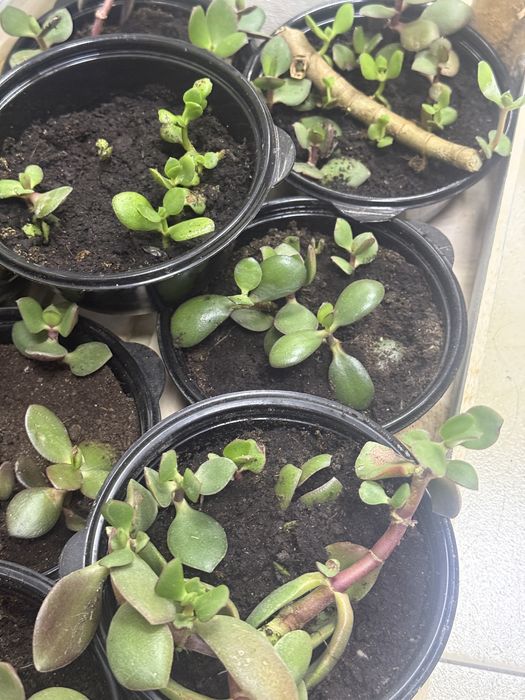 Отростки денежного дерева