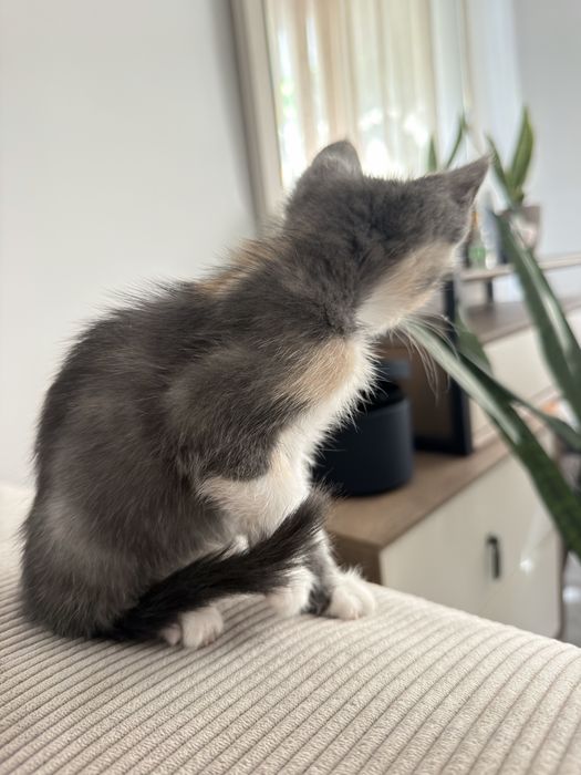 Отдам котенка в добрые руки!