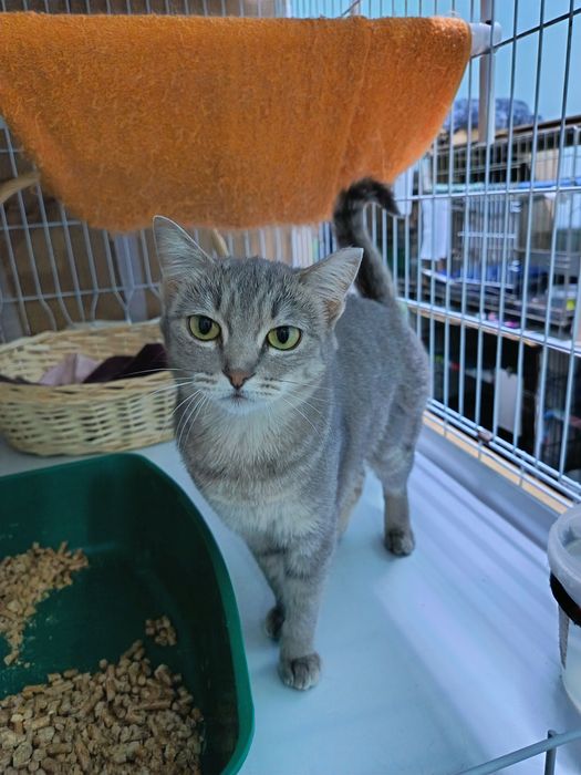 Отдам в добрые руки