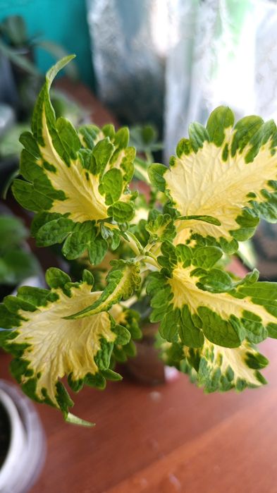 Продам глоксинию в активном росте