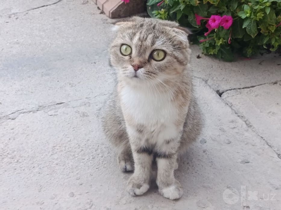 шотландский вислоухий