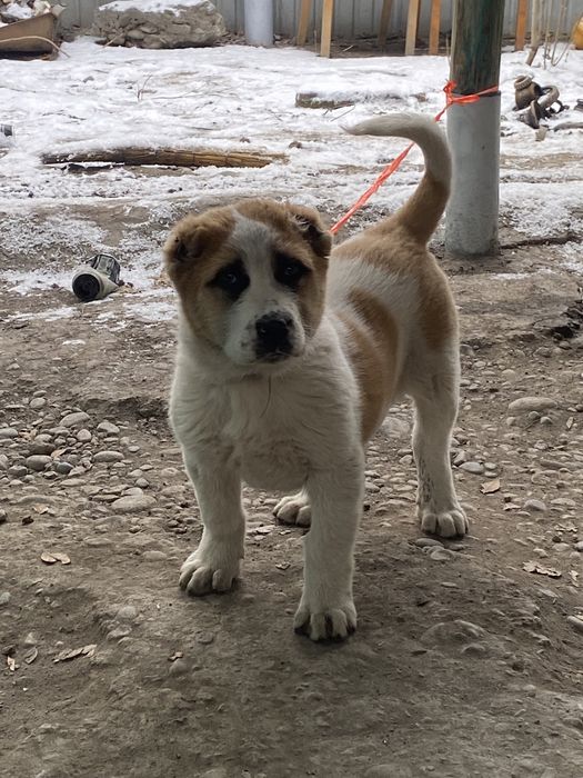 Продается кабель 2 месяца